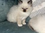 2 sweet tica registered seal mitted females - Ragdoll Cat For Sale - Butler&comma; PA&comma; US