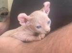 Just different odd eyes - Sphynx Cat For Sale - Massapequa&comma; NY&comma; US