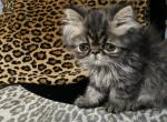 Beast Teacup Chocolate Tabby Persian - Persian Cat For Sale - Las Vegas&comma; NV&comma; US