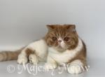 Allura - Exotic Cat For Sale - Yucca Valley&comma; CA&comma; US