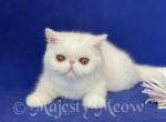 Azisa - Exotic Cat For Sale - Yucca Valley&comma; CA&comma; US