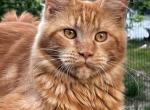 Iris - Maine Coon Cat For Sale - New York&comma; NY&comma; US