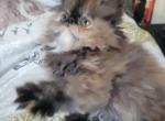Persian Female tortie color - Persian Cat For Sale - MA&comma; US