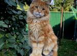 Grandi - Maine Coon Cat For Sale - New York&comma; NY&comma; US