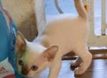 Yoyo's Pointed Girl - Devon Rex Cat For Sale - Stanford&comma; MT&comma; US