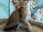 Leo - Scottish Straight Cat For Sale - Renton&comma; WA&comma; US