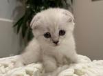 White Scottish Fold kitten - Scottish Fold Cat For Sale - Los Angeles&comma; CA&comma; US