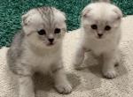 White & Grey Spotted Scottish Fold - Scottish Fold Cat For Sale - Los Angeles&comma; CA&comma; US