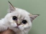 Scottish Fold Gold Colorpoint Girl Hazel - Scottish Fold Cat For Sale - Odessa&comma; FL&comma; US