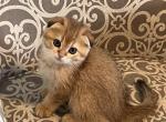 Scottish Fold Golden Shaded Boy Grayson - Scottish Fold Cat For Sale - Odessa&comma; FL&comma; US