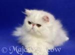 Belhar - Persian Cat For Sale - Yucca Valley&comma; CA&comma; US