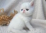 Dewey - Exotic Cat For Sale - Bois D Arc&comma; MO&comma; US