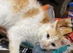 Emma red and white LaPerm - LaPerm Cat For Sale - Salem&comma; OR&comma; US