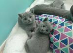 Fern and Jade litter - Russian Blue Cat For Sale - Hallsville&comma; MO&comma; US