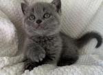 Bella - British Shorthair Cat For Sale - Battle Ground&comma; WA&comma; US