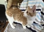 Calvin - Munchkin Cat For Sale - FL&comma; US