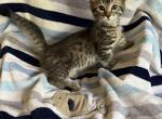 Ace - Munchkin Cat For Sale - FL&comma; US