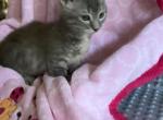 Abby - Munchkin Cat For Sale - FL&comma; US