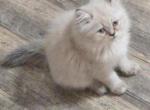 Himilayan Kitten - Himalayan Cat For Sale - Greenville&comma; OH&comma; US