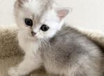 Stella - Scottish Straight Cat For Sale - Brooklyn&comma; NY&comma; US