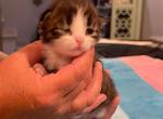 Bartholomew - Siberian Cat For Sale - Clintwood&comma; VA&comma; US