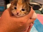 Beatrix - Siberian Cat For Sale - Clintwood&comma; VA&comma; US