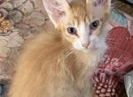 LaPerm red & white boy - LaPerm Cat For Sale - Salem&comma; OR&comma; US