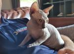 TICA Blue male - Sphynx Cat For Sale - Rockford&comma; IL&comma; US