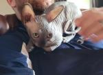 TICA black female - Sphynx Cat For Sale - Rockford&comma; IL&comma; US