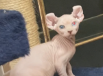 Blue and green odd eyes must see Twins - Sphynx Cat For Sale - Massapequa&comma; NY&comma; US