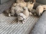 New Late Summer 22 Litter Reservations OPEN - Ragdoll Cat For Sale - Mount Vernon&comma; WA&comma; US