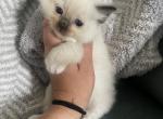 Seal mitted - Ragdoll Cat For Sale - Butler&comma; PA&comma; US