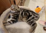 Diane - Scottish Fold Cat For Sale - Holland&comma; PA&comma; US