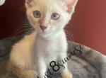 RARE MALE SIAMESE TORTIE - Siamese Cat For Sale - Bridgeport&comma; CT&comma; US