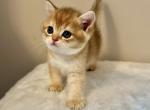 Purebred Gold Scottish Morgan - Scottish Straight Cat For Sale - Brooklyn&comma; NY&comma; US