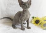 Bluee - Devon Rex Cat For Sale - Brooklyn&comma; NY&comma; US
