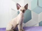Duncan - Devon Rex Cat For Sale - Brooklyn&comma; NY&comma; US