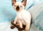 Penny - Devon Rex Cat For Sale - Brooklyn&comma; NY&comma; US