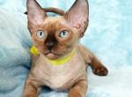 Harley - Devon Rex Cat For Sale - Brooklyn&comma; NY&comma; US