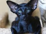 Gomez - Oriental Cat For Sale - Brooklyn&comma; NY&comma; US