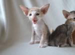 Sunny - Oriental Cat For Sale - Brooklyn&comma; NY&comma; US