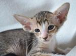 Suzy - Oriental Cat For Sale - Brooklyn&comma; NY&comma; US