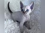 Pasha - Devon Rex Cat For Sale - Williamsburg&comma; VA&comma; US