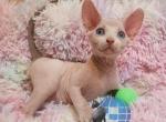 Al Canelo - Sphynx Cat For Sale - Mundelein&comma; IL&comma; US