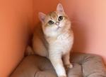 Qiwi ny12 color - British Shorthair Cat For Sale - Glendale&comma; CA&comma; US