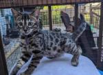 Bengal kittens - Bengal Cat For Sale - Norwalk&comma; OH&comma; US