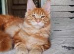 Jo Jo - Maine Coon Cat For Sale - Brooklyn&comma; NY&comma; US
