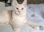 Obelix - Maine Coon Cat For Sale - Brooklyn&comma; NY&comma; US