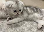 Phoebe - Scottish Fold Cat For Sale - Houston&comma; TX&comma; US