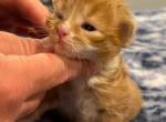 Dublin - Siberian Cat For Sale - Clintwood&comma; VA&comma; US